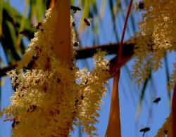 Bees on flowering palm tree